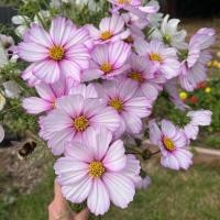 ราคา 100 เมล็ด ดอกดาวกระจายเซนเซชั่น ดอกคอสมอส ดาวกระจาย Cosmos Flower Seeds สายพันธุ์ Cosmos Sensation Picotee (21342447139)