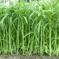 ราคา 200 เมล็ด ผักบุ้ง ผักทอดยอด ผักบุ้งนา โหนเดาะ กากง Water spinach Seeds (21738231338)