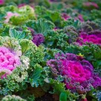 ราคา 30 เมล็ด คะน้าปูเล่ คะน้าประดับ ผักสวยงาม กินได้ Ornamental Cabbage Seeds (21825213001)