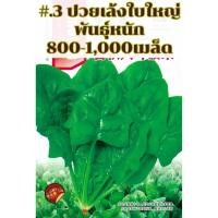 ราคา เมล็ดปวยเล้ง ปวยเล้งญี่ปุ่น 250 1600เมล็ด 5 40กรัม สายพันธุ์ OP (21461941076)