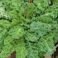 ราคา เคลใบหยัก คะน้าใบหยิก Kale Dwarf Green Curled ชุดละ 30 เมล็ด ราคา 15 บาท ราคาถูก มีเก็บเงินปลายทาง (7403468721)