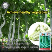 ราคา ปลูกง่าย 5เมล็ด ซอง เมล็ดพันธุ์ บวบงู ยาวยักษ์ พันธุ์อนาคอนด้า Anaconda Long Snake Gourd เมล็ดพันธุ์ บวบงู ยาวยักษ์ พันธุ์ อนาคอนด้า เมล็ดพันธุ์ผัก ผักออร์แกนิก เมล็ดบอนสี ผักสวนครัว ต้นผลไม้ บอนไซ พั