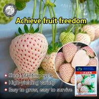 ราคา ปลูกง่าย 100เมล็ด ซอง เมล็ดพันธุ์ สตรอเบอรี่สี ขาว White Strawberry Seed Fruit Seeds เมล็ดสตรอเบอร์รี่ขาว ต้นสตอเบอรี่ เมล็ดพันธุ์ผลไม้ เมล็ดพันธุ์ แท้ ผลไม้อินทรีย์ ต้นไม้ผลกินได้ ต้นไม้กินผล เมล็ดผล