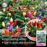 ราคา ปลูกง่าย 40เมล็ด ซอง เมล็ดพันธุ์พริก7สี เมล็ดพริกสีรุ้ง Rainbow Chilli Pepper เมล็ดพริกเจ็ดสี พริกสีรุ้ง เมล็ดพันธุ์พริก7สี พริกประดับ ผักออร์แกนิก เมล็ดบอนสี ผักสวนครัว ต้นผลไม้ บอนไซ พันธุ์ผัก เมล็ด