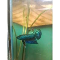 ราคา ปลากัดเก่ง ปลากัดสายกัดลูกผสม ปลากัดอีสานเชื้อ25 กัดเก่งมาก เชิงดี ฟันคม (21954606297)