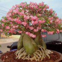 ราคา เมล็ด ชวนชม สายพันธุ์ราชินีพันดอก10 เมล็ด Seed (19503253263)