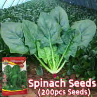 ราคา ปลูกง่าย ปลูกได้ทั่วไทย 200เมล็ด ซอง ปวยเล้ง เมล็ดพันธุ์ Large Leaf Spinach Seeds Organic Vegetable Seeds for Planting เมล็ดปวยเล้ง ปวยเล้งญี่ปุ่น เมล็ดปวยเล้ง ปวยเล้งยักษ์ ญี่ปุ่น เมล็ดพันธุ์ผัก เมล็