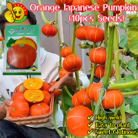 ราคา ปลูกง่าย ปลูกได้ทั่วไทย 10เมล็ด ซอง เมล็ดพันธุ์ฟักทองญี่ปุ่นสีส้ม High Yield Orange Japanese Pumpkin Seeds Sweet Glutinous Japanese Pumpkin Seeds for Planting Organic Vegetables Seeds Pumpkin Plants S
