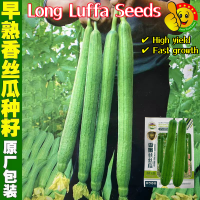 ราคา ปลูกง่าย ปลูกได้ทั่วไทย 40เมล็ด ซอง เมล็ดพันธุ์ บวบหอมยาว High Yield Long Luffa Seeds for Planting บวบหอม สายฟ้า เมล็ดพันธุ์ผัก Vegetables Plants Seeds Smooth Patola Seeds Vegetables Seeds เมล็ดพันธุ์