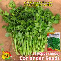 ราคา ปลูกง่าย ปลูกได้ทั่วไทย 300เมล็ด ซอง เมล็ดผักชี สายสมร Heat Tolerant Coriander Seeds Organic Vegetable Seeds for Planting Chinese Parsley Seeds เมล็ดพันธุ์ผักชี เมล็ดพันธุ์ ผักชี ผักออร์แกนิก เมล็ดพัน