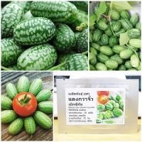 ราคา เมล็ดพันธุ์ แตงกวาจิ๋ว เม็กซิกัน Mexican Sour Gherkin Cucumber Seed 10 เมล็ด คุณภาพดี ราคาถูก ของแท้ (6419148492)