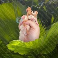 ราคา V หมวกจิ๋ว หมวกไหมพรม หมวก สัตว์เล็ก ชูการ์ กระรอก แฮมสเตอร์ ดอร์เมาส์ แฟตเทล เจอบิล ชูก้า เสื้อ ชุด เสื้อผ้า (14907033508)