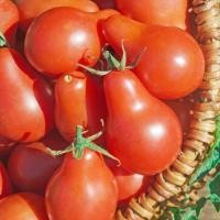 ราคา 25 เมล็ด เมล็ดผัก มะเขือเทศ พันธุ์นอก ลูกเล็ก กรอบ ทานสด Tomato Vegetable Seeds สายพันธุ์ Red Pear Cherry (21353258569)