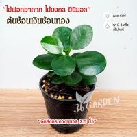 ราคา ต้นช้อนเงินช้อนทอง ช้อนเงินช้อนทอง ต้นไม้มินิมอล ไม้มงคล ส่งพร้อมกระถาง ต้นไม้จิ๋ว มินิมอล ไม้ฟอกอากาศ ต้นไม้สวยๆ (14859627946)