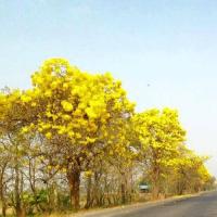 ราคา ต้นเหลืองปรีดียาธร ตาเบบูญ่า Tabebuia aurea จัดส่งพร้อมถุง 6 นิ้ว ลำต้นสูง 50 ซม (21014443078)