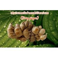 ราคา เปราะหอมหรือว่านเสน่ห์จันทร์หอม Sang Ginger 1กิโลกรัม (21757287610)