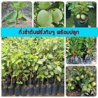ราคา ฝรั่งกิมจู ฝรั่งกิมจูไส้แดง ฝรั่งกิมจูแดง ฝรั่งกิมจูแดง1 ฝรั่งกิมจูตอน ฝรั่งกิมจูสด ฝรั่งกิมจูแคระ ฝรั่งกิมจูแดง4 ฝรั่งกิมจู ราคาส่ง (21490312963)