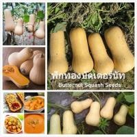 ราคา เมล็ดพันธุ์ ฟักทองบัตเตอร์นัท Butternut Squash Seeds บัตเตอร์นัตสควอช เมล็ดพันธุ์ผัก บอนไซ ต้นไม้ เมล็ดดอกไม้ เมล็ดพันธุ์พืช เมล็ดผัก พันธุ์ผัก ผักออแกนิค เมล็ดพันธุ์แท้ ปลูกผัก ผักสวนครัว บรรจุ 20 เม