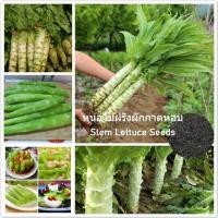 ราคา เมล็ดพันธุ์ ผักกาดหอม Stem Lettuce Seeds ผักออแกนิค เมล็ดผัก พันธุ์ผัก บอนไซ ต้นไม้ เมล็ดพันธุ์ผัก Asparagus Lettuce เมล็ดพันธุ์พืช plants เมล็ดพันธุ์แท้ ปลูกผัก ผักสวนครัว บรรจุ 200 เมล็ด คุณภาพดี รา