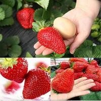 ราคา เมล็ดพันธุ์ สตรอเบอร์รี่ Sweet Strawberry Seeds Fruit Seeds plants สตอเบอรี่สด บอนไซ ต้นไม้ ต้นไม้มงคล ต้นไม้ฟอกอากาศ ต้นผลไม้ ต้นสตอเบอรี่ เมล็ดดอกไม้ ไม้ประดับ สตอเบอรี่ พันธุ์ไม้ผล ปลูกผัก ผักสวนคร