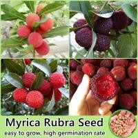 ราคา จุดประเทศไทย 20เมล็ด ห่อ เมล็ดพันธุ์ เบย์เบอรี่ Myrica Rubra Plants Seed Fruit Seeds for planting ต้นพันธุ์ผลไม้ เมล็ดบอนสี เมล็ดพันธุ์ผลไม้ บอนไซ ต้นไม้แคระ ต้นไม้จริง ต้นบอนไซ ต้นผลไม้ ต้นบอนสี ต้นไ