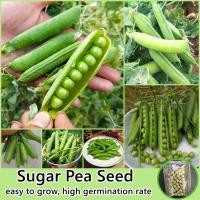 ราคา 40เมล็ด ห่อ เมล็ดพันธุ์ ถั่วลันเตาหวาน Sugar Pea Seed Vegetable Seeds for Planting Plants เมล็ดผักต่างๆ เมล็ดพันธุ์ผัก เมล็ดผัก เมล็ดดอกไม้ ผักออแกนิค พันธุ์ผัก ต้นไม้มงคล ผักสวนครัว ต้นผลไม้ เมล็ดบอน