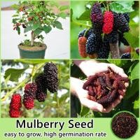 ราคา 200เมล็ด ห่อ เมล็ดพันธุ์ มัลเบอร์รี่ Mulberry Seed Fruit Seeds for Planting Plants เมล็ดพันธุ์ผลไม้ เมล็ดบอนสี ต้นพันธุ์ผลไม้ ต้นไม้จริง ต้นบอนไซ พันธุ์ไม้ผล ต้นบอนสี ต้นไม้กินผล ต้นผลไม้ บอนไซ ต้นไม้