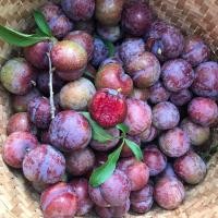 ราคา ลูก พลัม ลูกไหนเนื้อแดง ปลอดสาร คลไซส์ 1 กก ผลไม้สด จากดอยอ่างขาง เชียงใหม่ (14225397012)