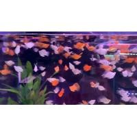 ราคา อาหารปลาสอด 6 ต 120 อาหารปลาสวยงาม รับประกันสินค้า (21844039979)