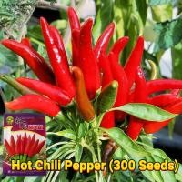 ราคา เมล็ดพันธุ์ พริก เมล็ดพริกไทย Chili Pepper Seed Organic Vegetable Seeds for Planting พริกฮอร์น Cattle Horn Pepper พริกหยวก Bell Pepper พริกไทยร้อน Hot Pepper พริกไทยเกลียว Screw Pepper พริกยาว Long Pe