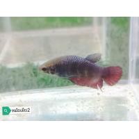 ราคา ตัวเมียแม่พันธุ์ ปลากัดหม้อสายกัด แปดริ้ว มาเลย์ พร้อมผสมพันธุ์ กัดดีกันเก่งใจทน (21785201190)