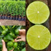 ราคา มะนาวแป้นสุขประเสริฐ ลูกดกทั้งปี น้ำดีกลิ่นหอม ไร้เมล็ด เปลือกบาง ทนโรคดี (16722004978)