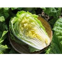 ราคา สดใหม่จากฟาร์ม พร้อมส่ง ส่งเร็ว ผักสด พร้อมทาน ผักกาดขาว ผักกาดขาวปลี Chinese Cabbage 1 หัว ราคา ส่ง ถูก (21040100271)