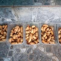 ราคา ด้วงสาคู ด้วงมะพร้าว หนอนด้วง อาหารชูการ์ไกรเดอร์ 200gส่งแบบเป็นๆ (21927766118)