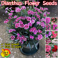 ราคา ปลูกง่าย ปลูกได้ทั่วไทย 200เมล็ด ซอง เมล็ดพันธุ์ ดอกผีเสื้อ Mixed Colors Sweet William Dianthus Flower Seeds for Planting Dianthus Flower Plants Seeds เมล็ดดอกไม้ เมล็ดบอนสีสวยๆ บอนสีราคาถูกๆ ดอกไม้ปล