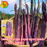 ราคา ปลูกง่าย ปลูกได้ทั่วไทย หน่อไม้ฝรั่งม่วง เมล็ดพันธุ์ 10เมล็ด ซอง High Yield Purple Asparagus Seeds Sweet Mary Washington Asparagus Seeds Vegetable Seeds Plant Seed เมล็ดพันธุ์ หน่อไม้ฝรั่ง เมรี่วอชิงต