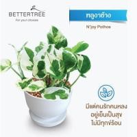 ราคา ต้นไม้พร้อมปลูก กระถางดินเผาสีขาวพร้อมจานรอง ไม้มงคล ไม้ฟอกอากาศ แถมฟรีหินตกแต่ง ต้นไม้ (21284434934)
