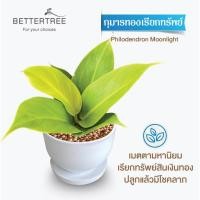 ราคา ต้นไม้พร้อมปลูก กระถางดินเผาสีขาวพร้อมจานรอง ไม้มงคล ไม้ฟอกอากาศ แถมฟรีหินตกแต่ง ต้นไม้ (21284434926)