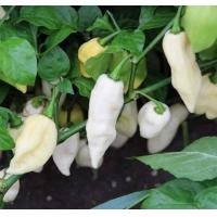 ราคา 15 เมล็ด พริกที่เผ็ดที่สุดในโลก พริกปีศาจ พริก ทานได้ ปลูกได้ทุกที่ Ghost Pepper Chilli Seeds สายพันธุ์ White Ghost Pepper (21353619855)