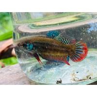 ราคา กัดป่าใต้ลูกช้อนสายป่าใต้แท้ (20374327860)