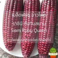 ราคา เมล็ดพันธุ์ ข้าวโพด ราชินี ทับทิมสยาม ถูกที่สุด ทานสด หวาน อร่อย เมล็ดพ่อแม่พันธุ์สีเหลือง คลุกยากันเชื้อรา (20749727473)