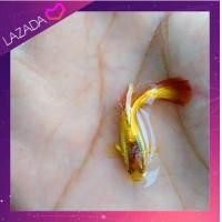 ราคา ปลาหางนกยูง Super Gold สีเหลืองทอง สวยๆ ตัวจิ๋ว ได้ผู้ เมีย ปลาสวยงาม (21929869616)
