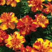 ราคา 30 เมล็ด ดอกไม้ ดอกดาวเรืองฝรั่ง ดอกใหญ่ เป็นดอกไม้มงคล Marigold Seeds สายพันธุ์ French Marigold (21566965321)