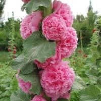 ราคา 50 เมล็ด เมล็ดดอกไม้ Hollyhock ฮอลลี่ฮ็อค ปลูกได้ทุกฤดู เหมาะแก่การทำสวน Flowers Seeds สายพันธุ์ double blooms (21523840297)