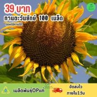 ราคา เมล็ดพันธุ์ดอกทานตะวันยักษ์ 100 เมล็ด (21526852638)