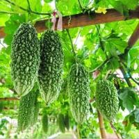 ราคา 10 เมล็ด มะระ ผักไห่ มะไห่ มะนอย มะห่วย ผักไซ Bitter melon Seeds (21737522883)