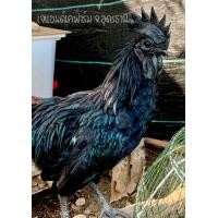 ราคา ไข่เชื้อไก่ดำอินโดนีเซีย เลือด100 ฟองละ 40 บาท เก็บสดใหม่ทุกวัน พร้อมสำหรับฟัก (21814844953)