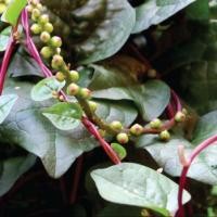 ราคา 20 เมล็ด ผักปลังแดง ผักปลังใหญ่ ผักปั๋ง โปเด้งฉ้าย เมล็ดผัก ปลอดสาร Garden Vegetables (21816986733)