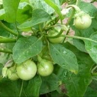 ราคา 100 เมล็ด เมล็ดผัก มะเขือ ผักคู่สวนครัวไทย เหมาะแก่การทำสวน Eggplant Vegetable Seeds สายพันธุ์ มะเขือตอแหลเขียว (21357497251)