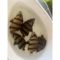 ราคา ปั้มออกซิเจนตู้ปลา ปaาเสือตอ size 2 มีประกันสินค้า (21676505266)